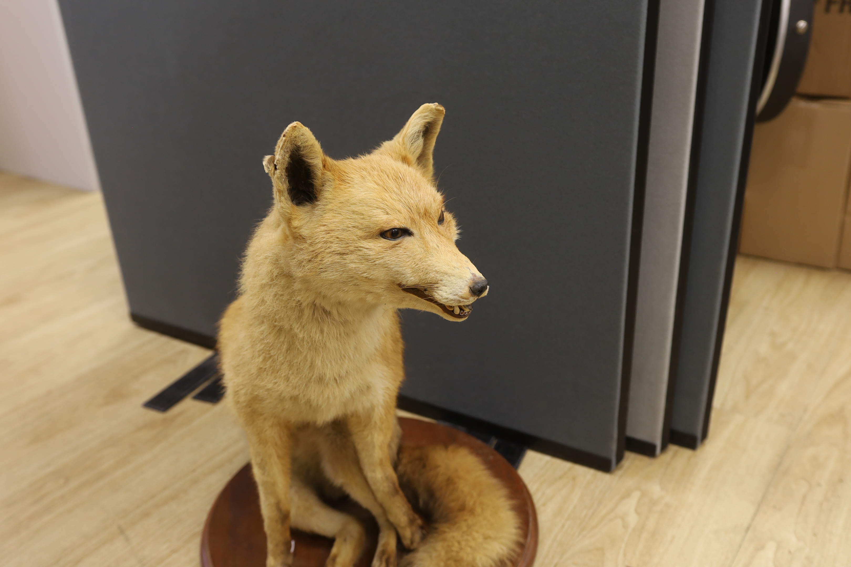 A taxidermic seated fox on circular wood plinth, height 60cm
